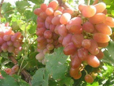خراسان شمالی خاستگاه ژنتیکی انگور کلاهداری در ایران است