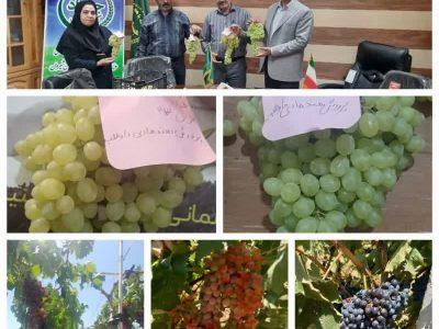 انگور در خراسان‌شمالی؛ فرصتی که نیازمند توجه است