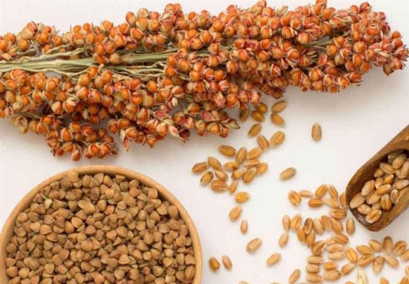 کشت ۷۰ هکتار سورگوم در خراسان شمالی/ گام مؤثر برای تأمین علوفه کم‌آب‌بر دامداران