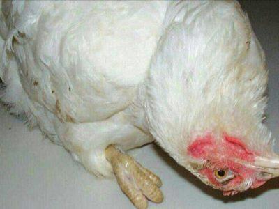 نیوکاسل ۳۰ هزار قطعه مرغ را در خراسان شمالی تلف کرد