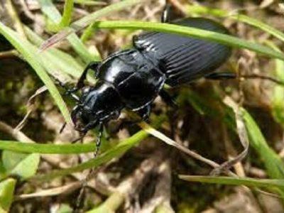 نگرانی از طغیان آفت سوسک سیاه در مزارع گندم خراسان شمالی