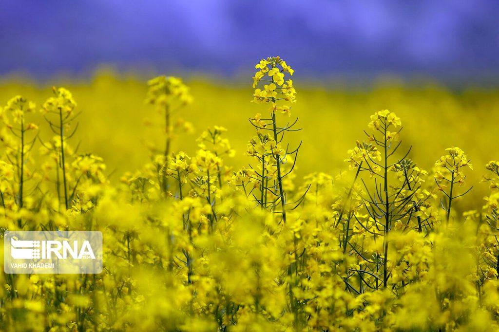 اندیشه شیروان