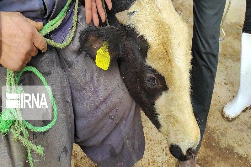 اندیشه شیروان