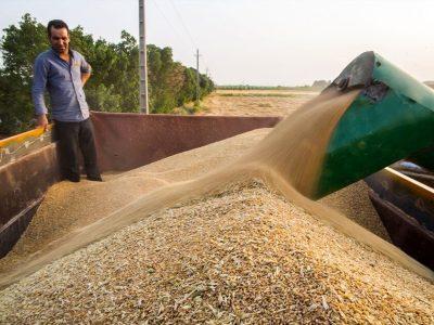 پیگیری مطالبات کشاورزان / کمبود بذر گندم در کهگیلویه ؛ وعده ارسال بذر به شهرستان