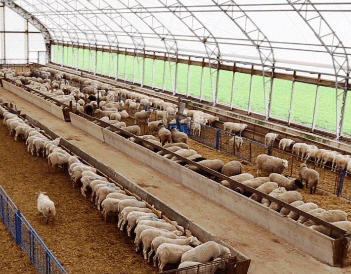 اندیشه شیروان