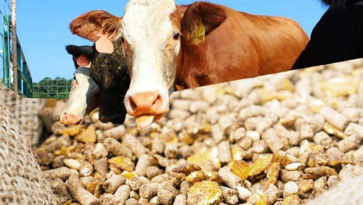 اندیشه شیروان