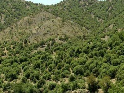 «سوگند با بلوط» و «سمنوپزان» در فهرست رویدادهای گردشگری کشور ثبت شد