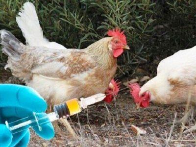 آغاز مرحله سیزدهم طرح ایمنسازی رایگان طیور بومی در خراسان رضوی علیه بیماری «نیوکاسل»