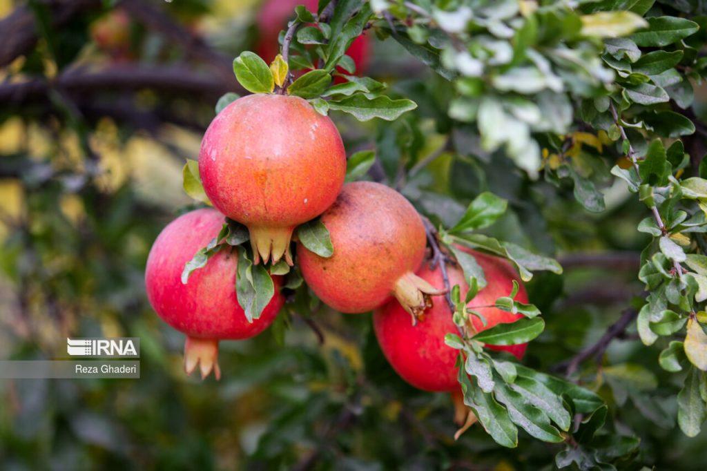 اندیشه شیروان