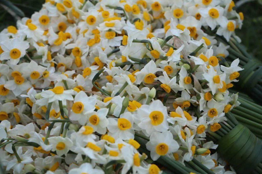 اندیشه شیروان