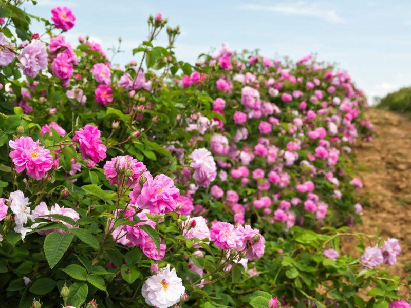 ثبت پتنت بینالمللی در حوزه نانوامولسیون گل محمدی توسط محققان ایرانی