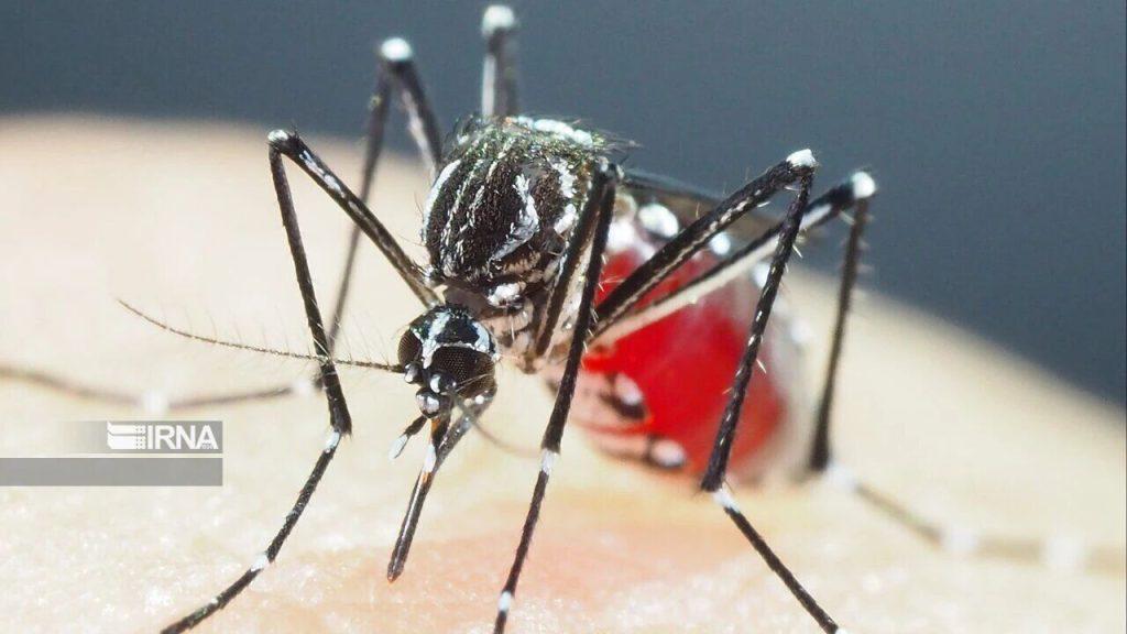 اندیشه شیروان