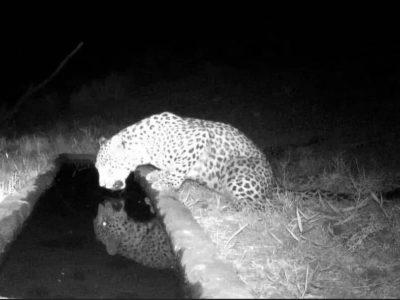 فیلم| ثبت تصاویری تازه از ۲ قلاده پلنگ ایرانی در دهلران