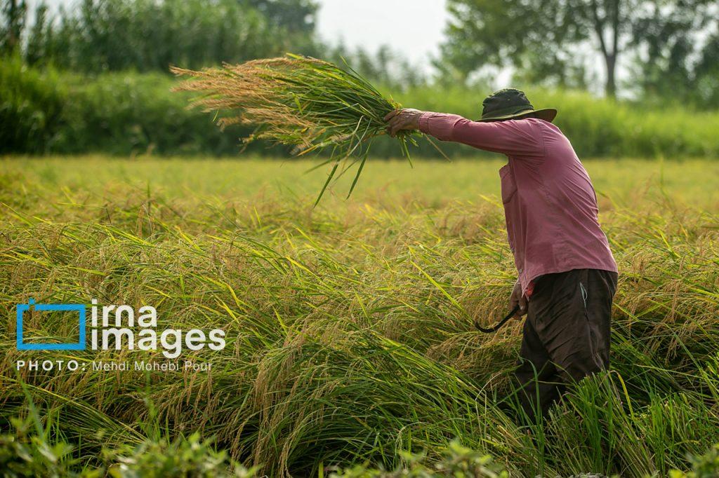 اندیشه شیروان