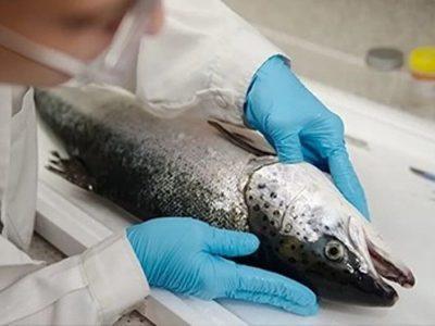 سهم جهانی ایران در تولید آبزیان کمتر از یک درصد است