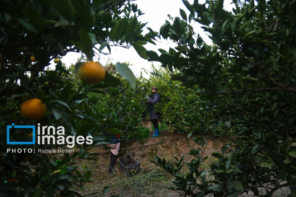 اندیشه شیروان