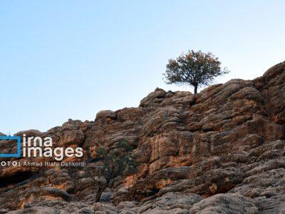 میخواستم پرنده شوم، درخت شدم؛ پرواز واژهها در ریشههای زمان