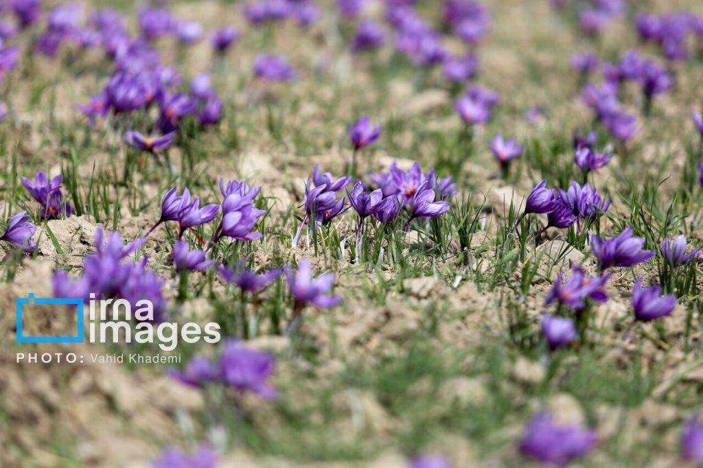 اندیشه شیروان