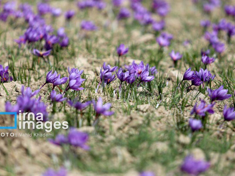 تأیید نقش کلیدی تغییرات کروموزومی در تنوعزایی و تکامل زعفرانهای ایران