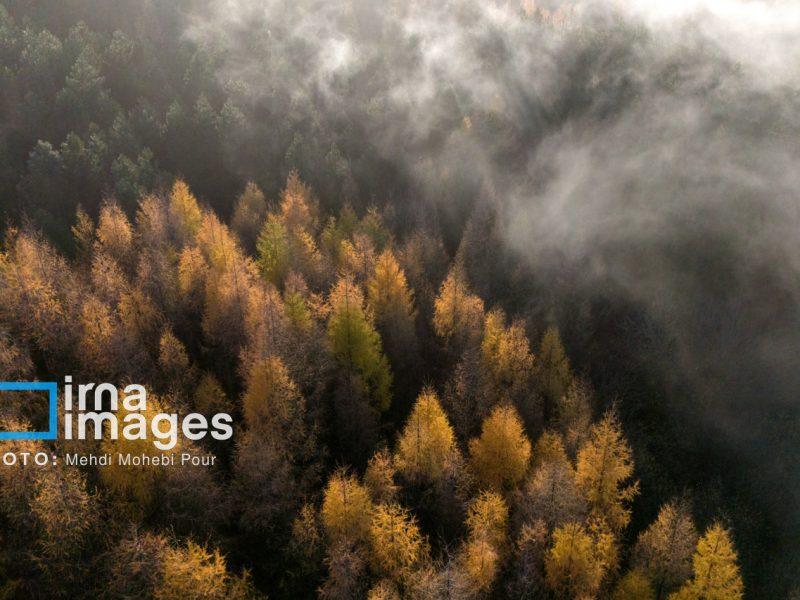 زراعت چوب؛ سپری برای نجات هیرکانی و بادشکن طبیعی علیه ریزگردها