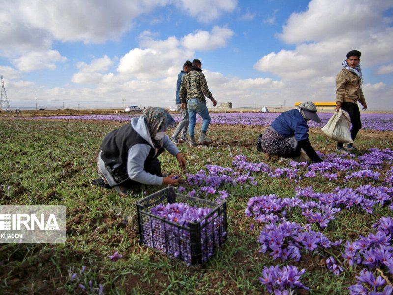 طلای سرخ فارس؛ از کشت تا چالش خام‌فروشی