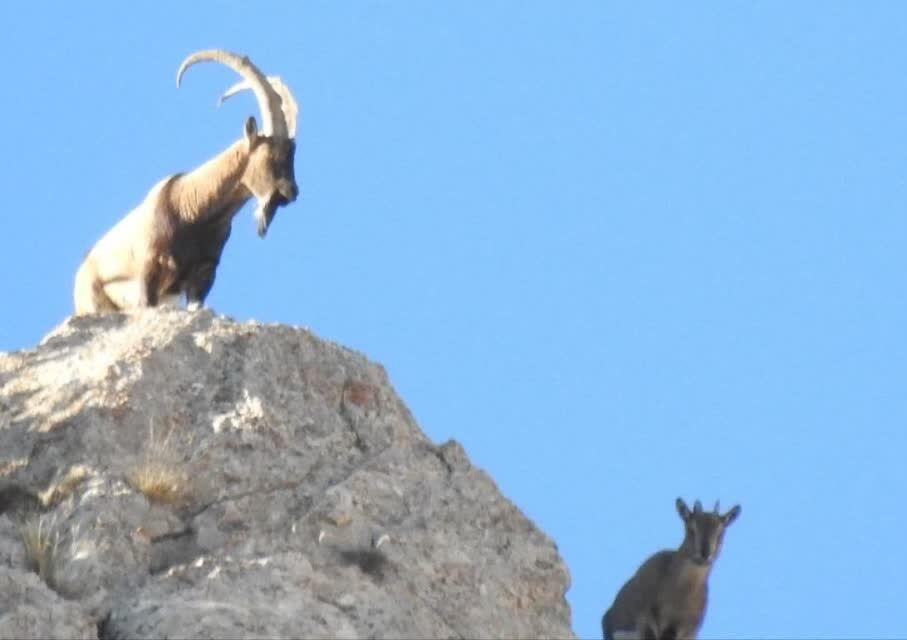 اندیشه شیروان