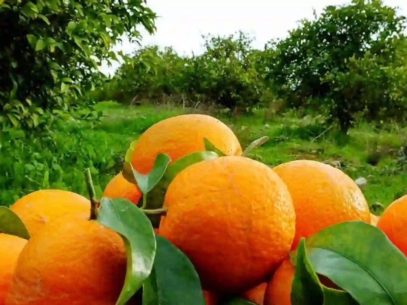 صادرات ۲۰۰ میلیون دلاری محصولات تازه و فرآوری شده مرکبات