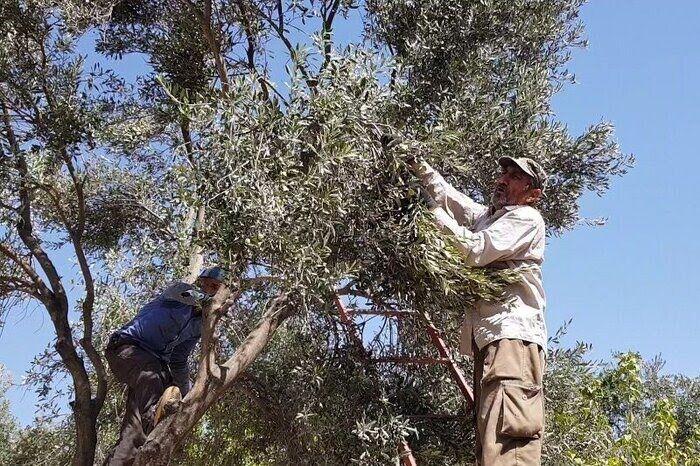 ۲۸۵ تن زیتون از باغات شهرستان کاشان برداشت شد