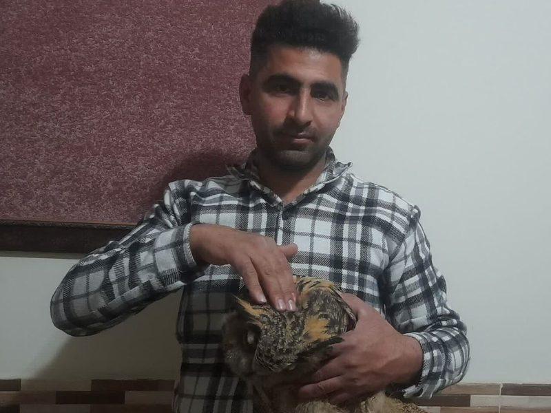 شاه بوف آسیب دیده به اداره محیط زیست زنجان تحویل شد