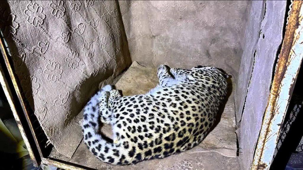 اندیشه شیروان