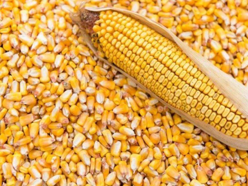 بازار بذر استان اردبیل ساماندهی میشود