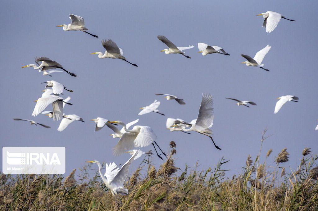 اندیشه شیروان