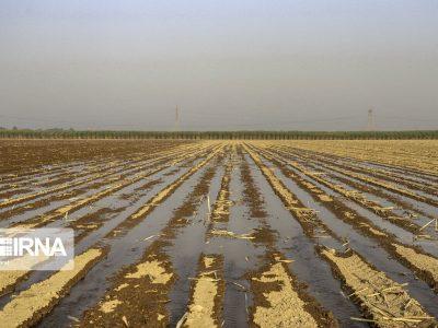 ۱۱۷ هزار هکتار گندم و جو در خراسان شمالی زیر کشت پاییزه رفت