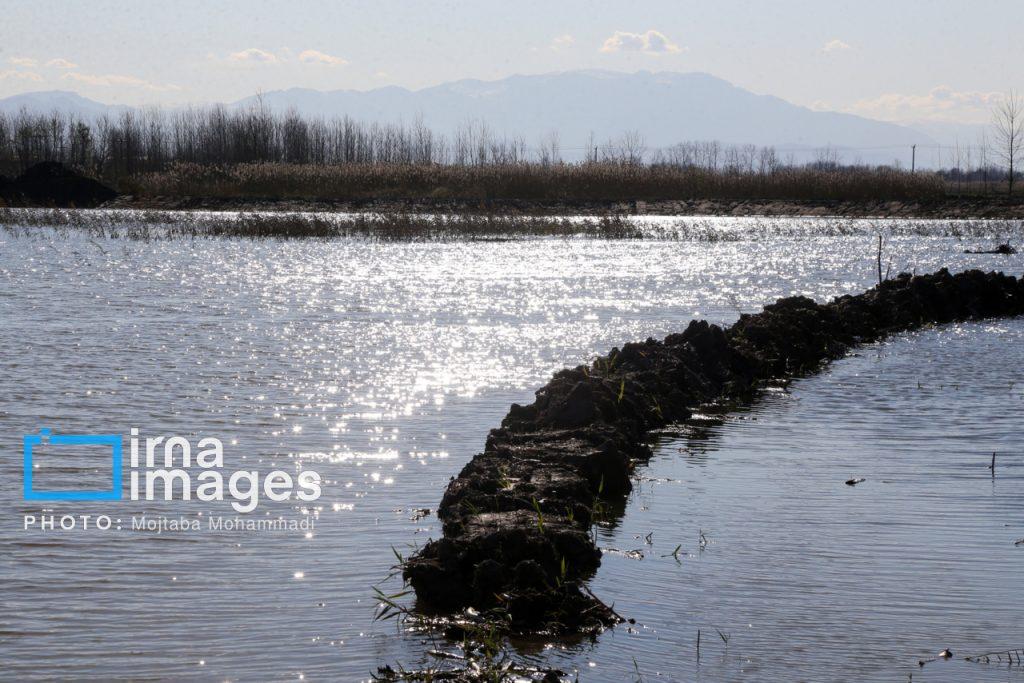 اندیشه شیروان