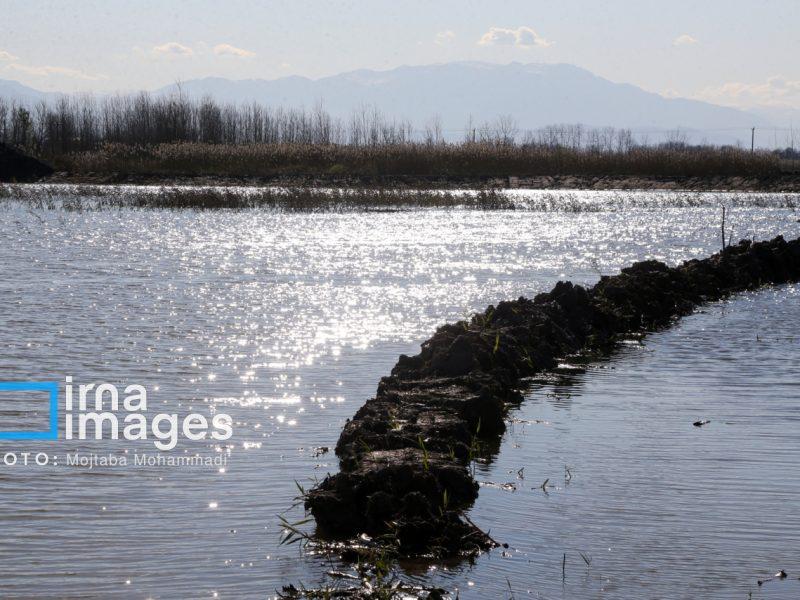 احیای آب بندانهای گیلان