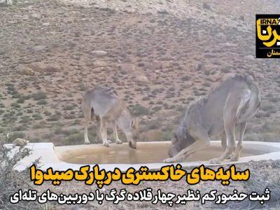 فیلم | سایههای خاکستری در پارک صیدوای سمنان