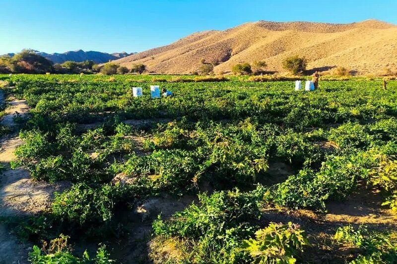 افزایش ۱۵ درصدی عملکرد تولید نخود سبز در شهرستان سرباز
