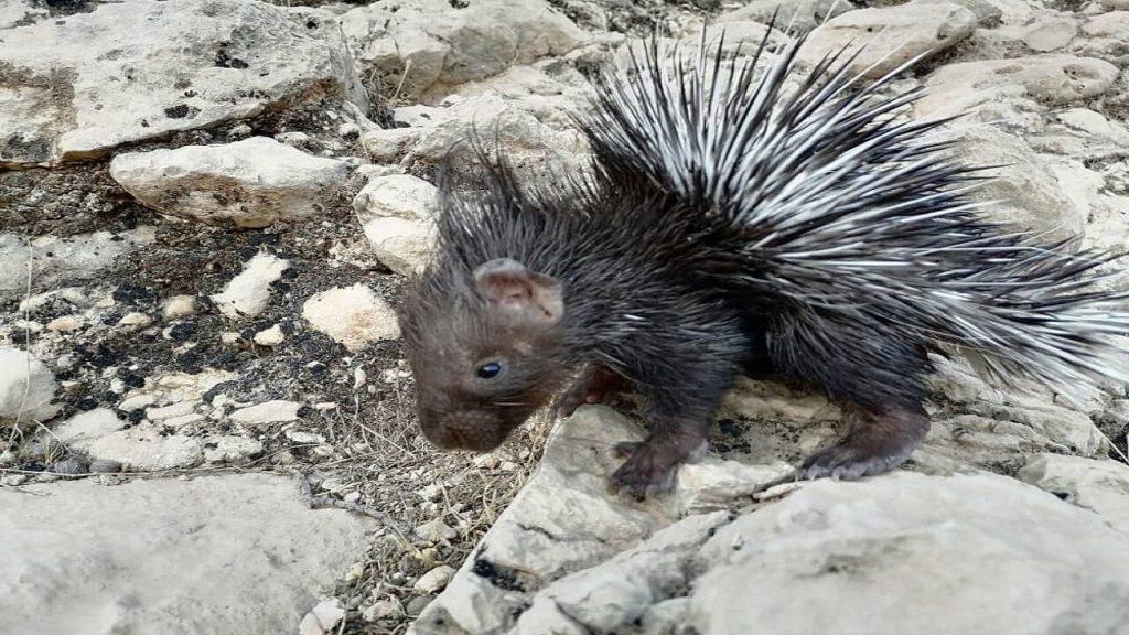 اندیشه شیروان