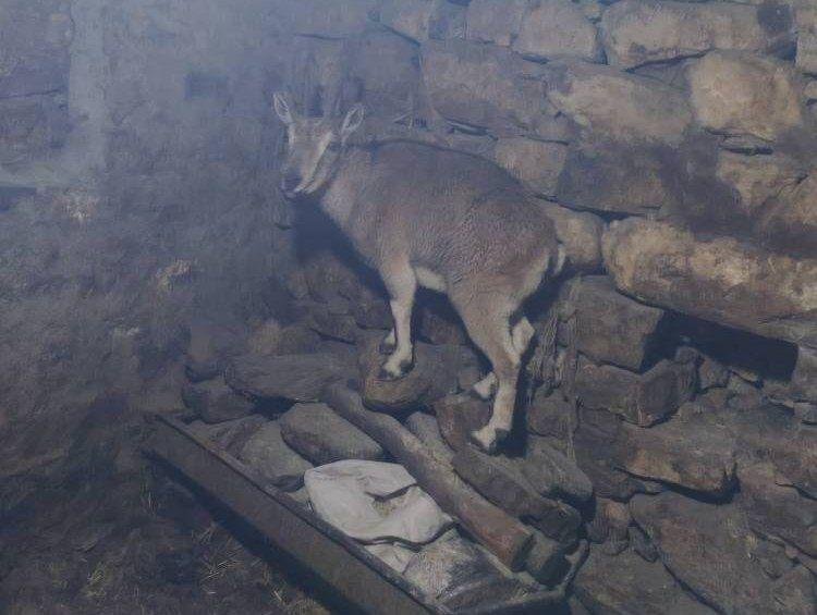 اندیشه شیروان