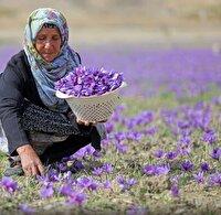 اندیشه شیروان