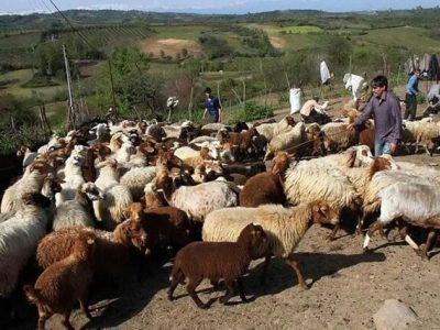 لزوم خریداری ۹۰۰۰ واحد دامی برای ایجاد امنیت در زیستگاه یوزپلنگ در خراسان شمالی