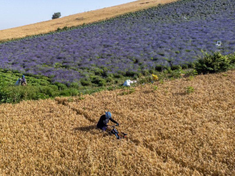 ۱۴۲ درصد افزایش کشت گیاهان دارویی در برنامه هفتم توسعه خراسانشمالی
