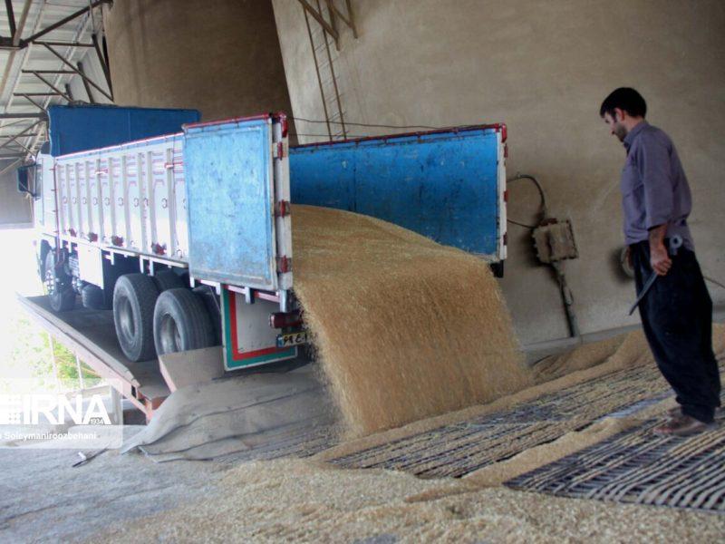 ذخایر گندم چهارمحال و بختیاری در وضعیت پایدار است / تأمین ۱۲۰ هزار تن گندم مورد نیاز استان