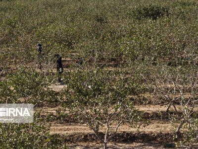 «بازار آب» نسخه نجات پسته دامغان با جابهجایی هوشمندانه سهمیهها