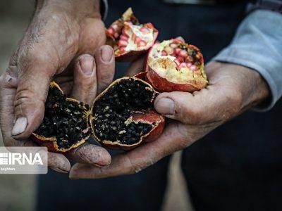 انار گلستان جایگاه خود را از دست داد؛ هجوم آفات نوظهور ادامه دارد