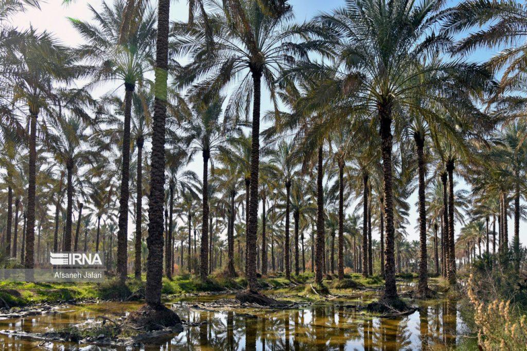 اندیشه شیروان