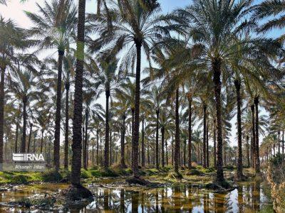 استاندار بوشهر خواستار تأمین اعتبار و تسریع در تکمیل طرح نوین آبیاری نخیلات شد