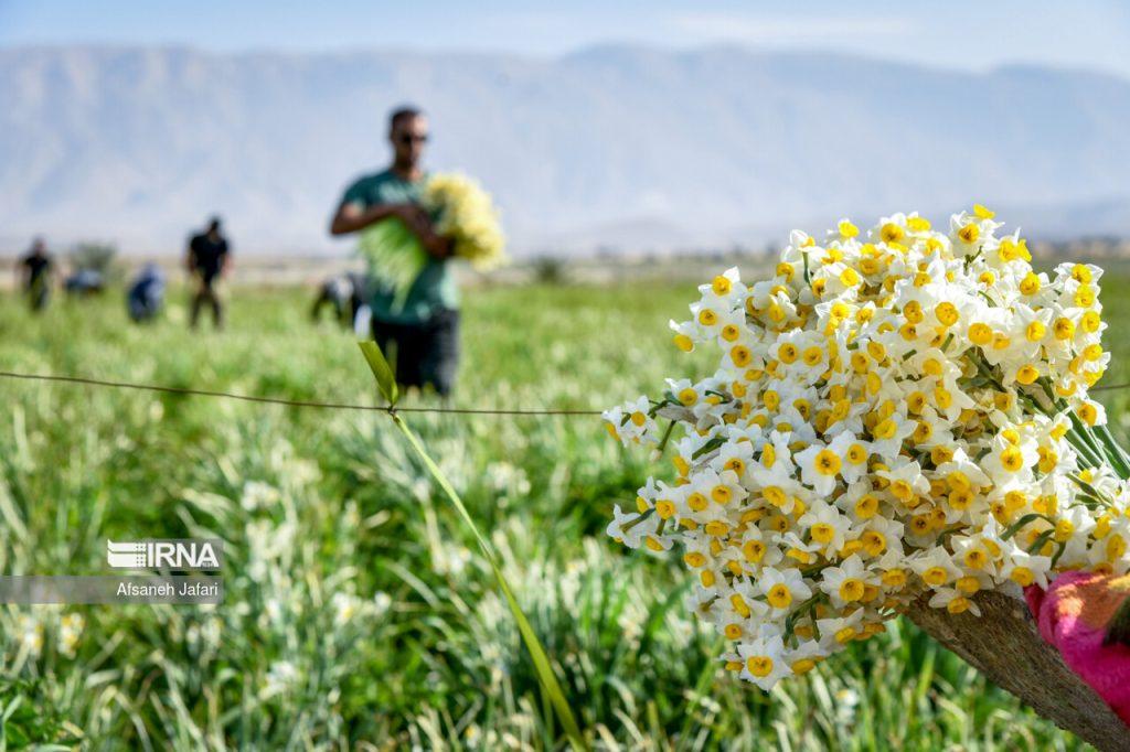 اندیشه شیروان