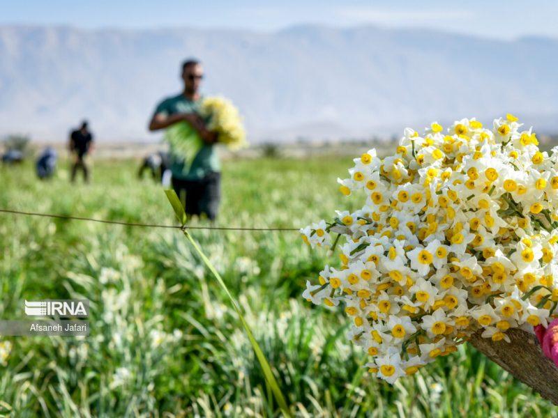 رهاورد صادرات گل و گیاه زینتی مازندران؛ از اشتغالزایی تا ارز آوری