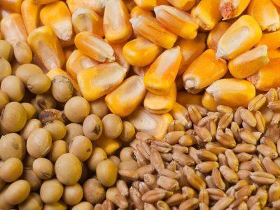 عرضه نهادههای دامی به نرخ توافقی در بازارگاه از امروز